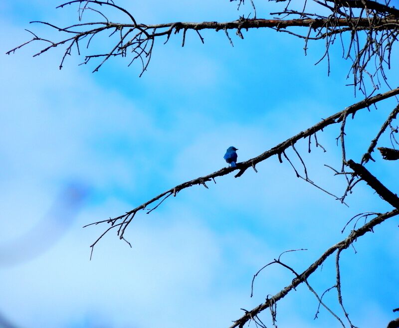 This is the place to be for all you birdwatchers! Lush forest and wilderness awaits you!

#Blue