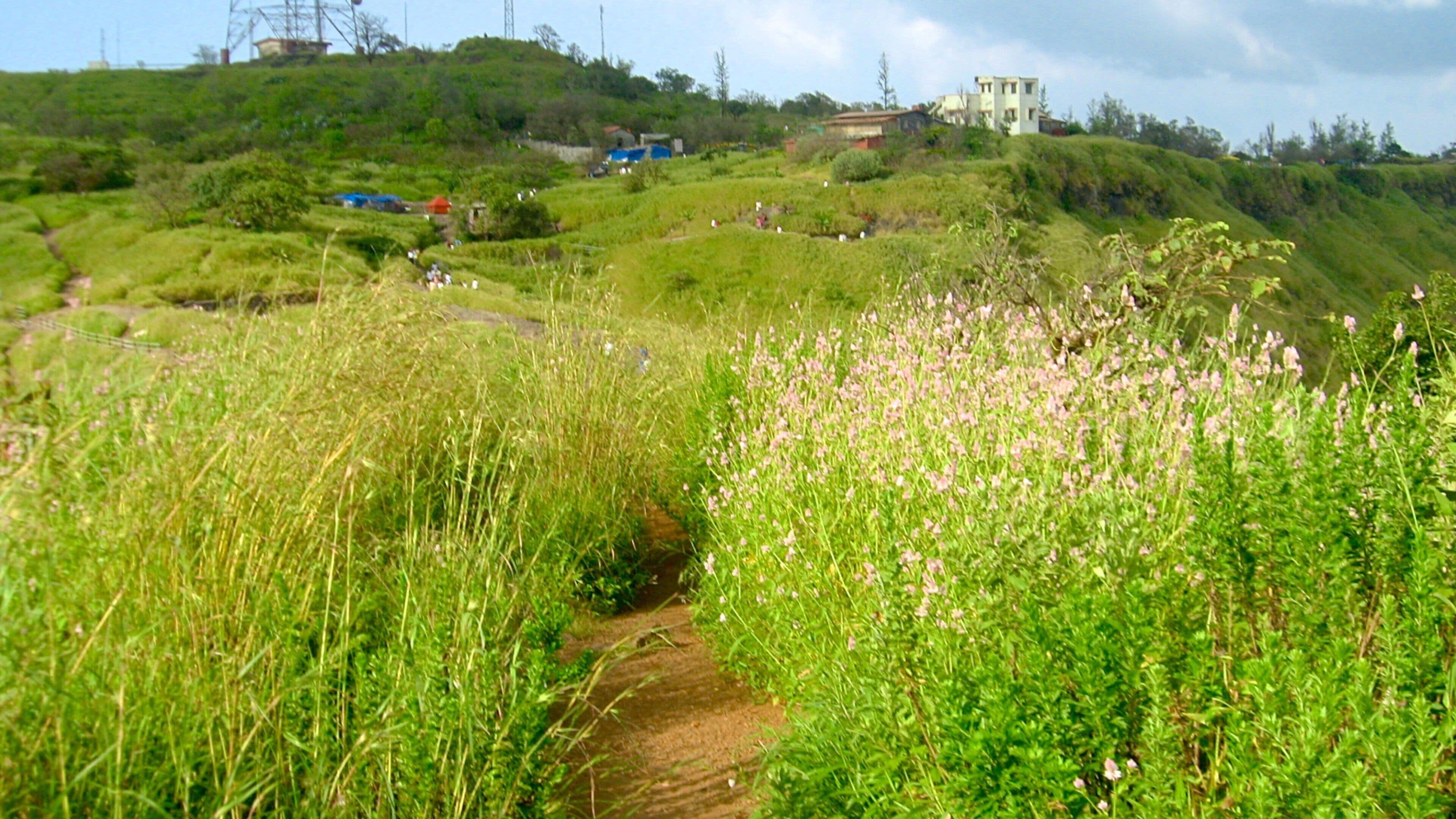 Lonavala featuring wildflowers