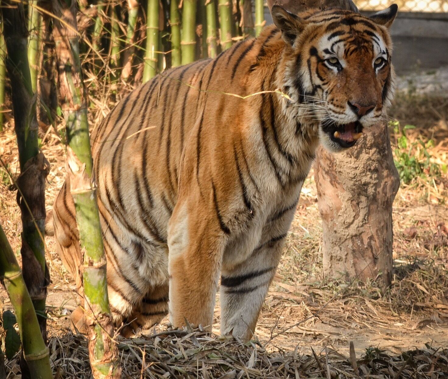 #Bandhavgarh #Nationalpark is famous for it #tiger sightings. #winterwonders 
