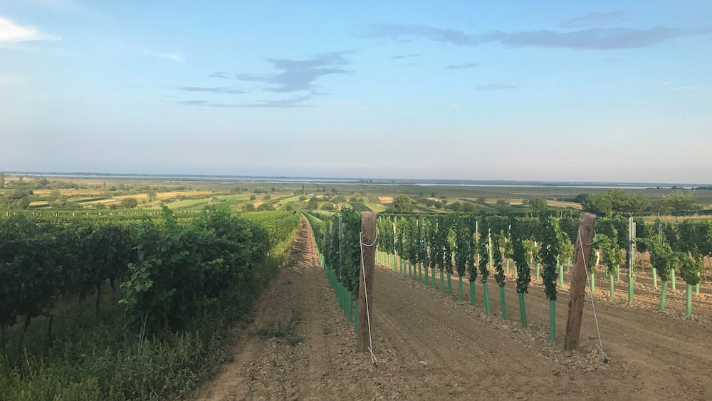 wine yards on the shore of Lake Neusiedel (very good wine!)