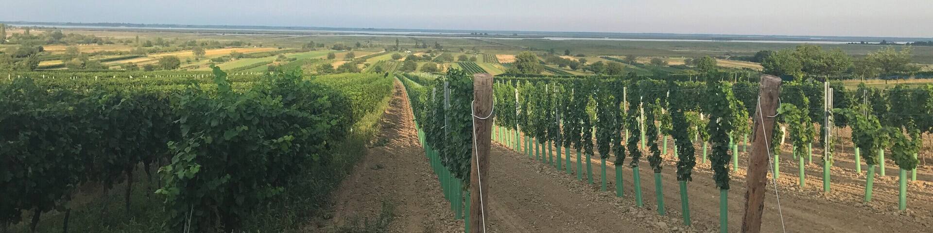 wine yards on the shore of Lake Neusiedel (very good wine!)