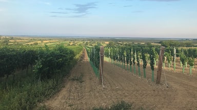 wine yards on the shore of Lake Neusiedel (very good wine!)