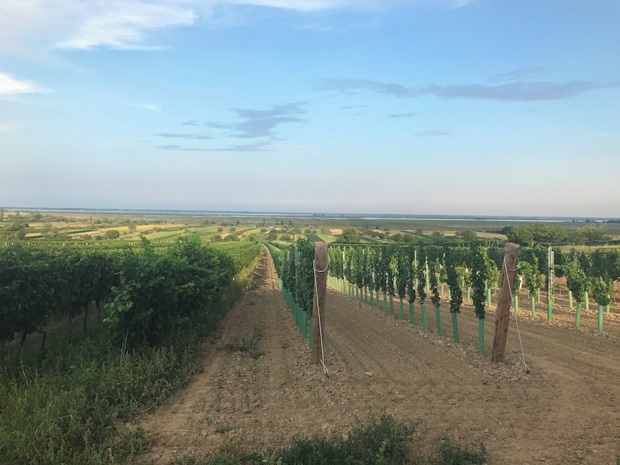 wine yards on the shore of Lake Neusiedel (very good wine!)