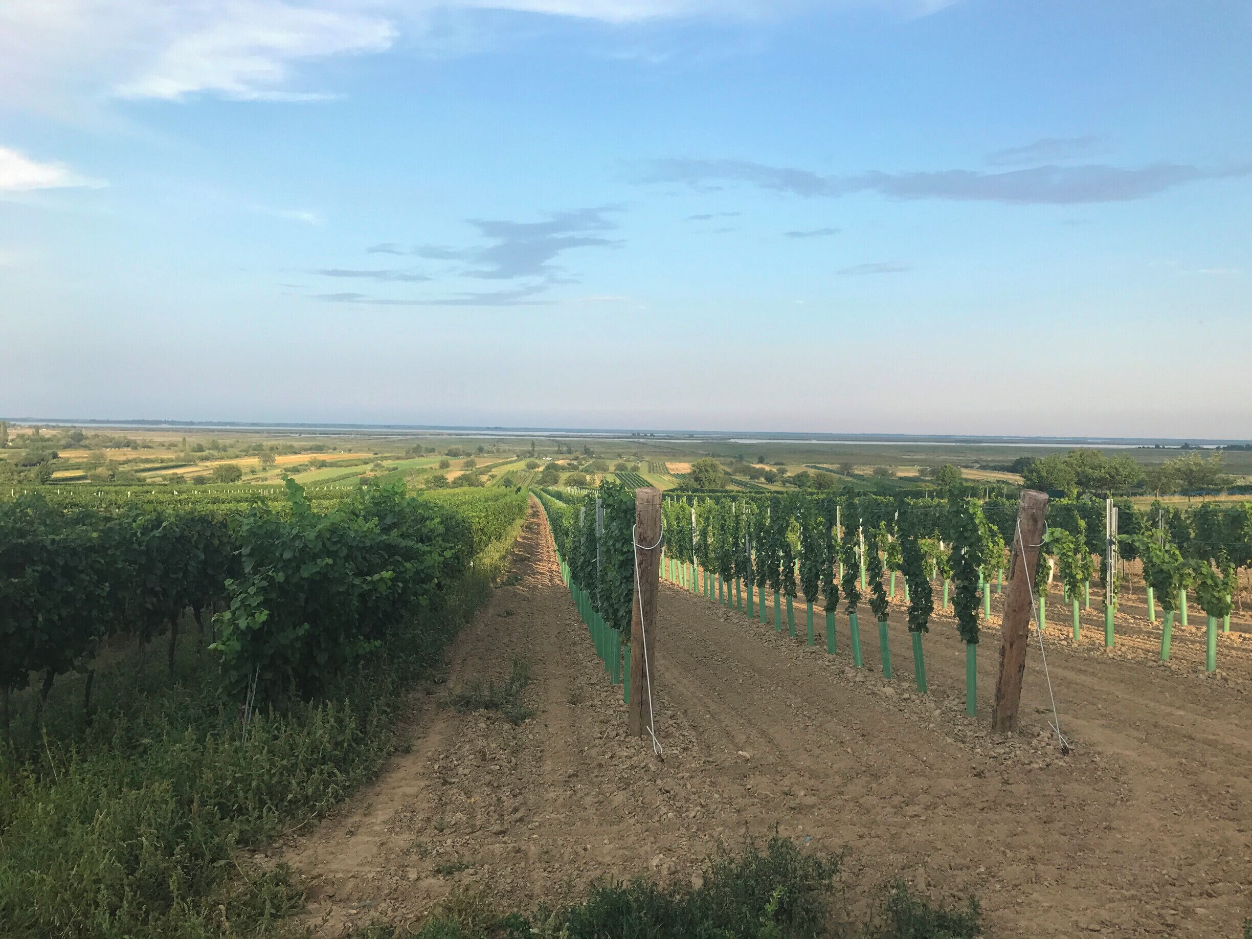 A vineyard with rows of grapevines and a dirt path in the foreground.