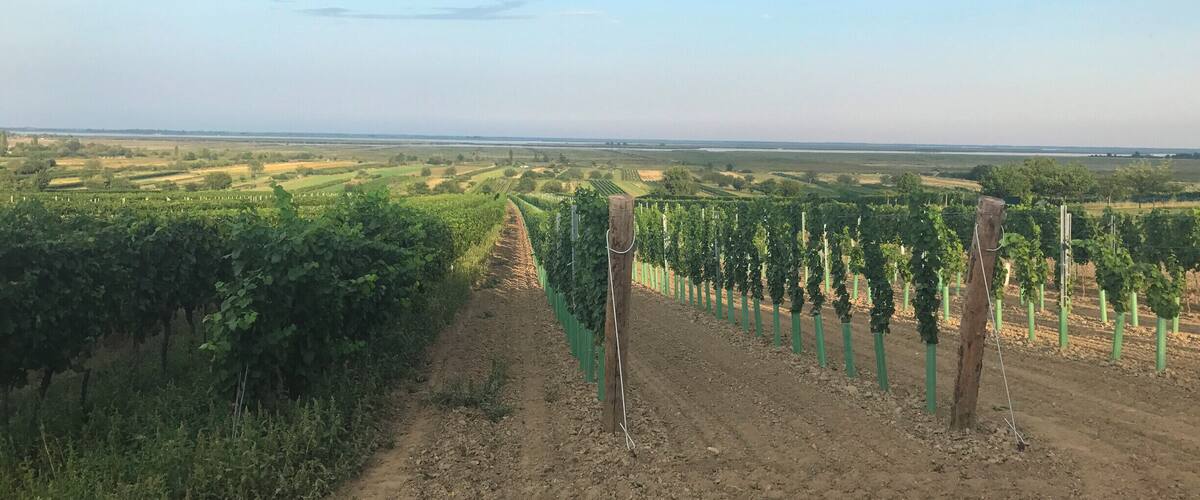 A vineyard with rows of grapevines and a dirt path in the foreground.