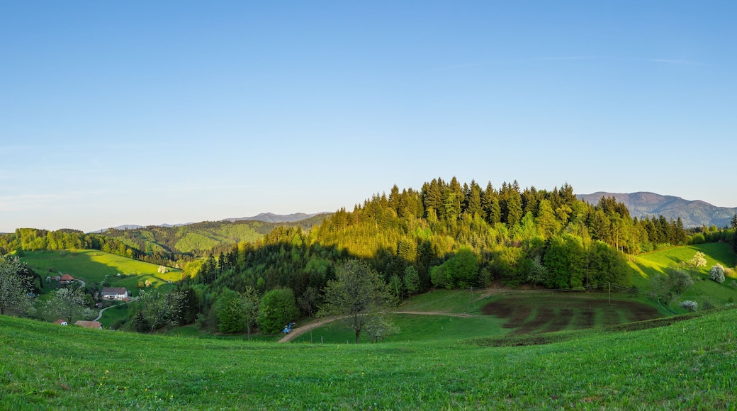 Germany, XXL large panorama view on sunset light over black forest trees in nature landscape