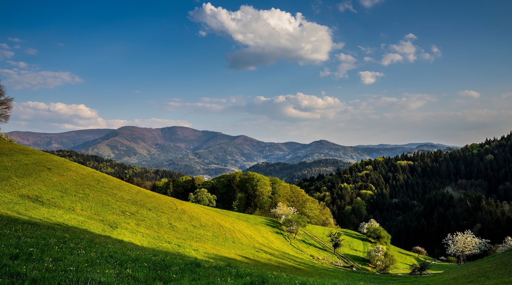 Germany, Smooth and relaxing moving clouds over valley at black forest nature landscape in the afternoon with flock of sheep