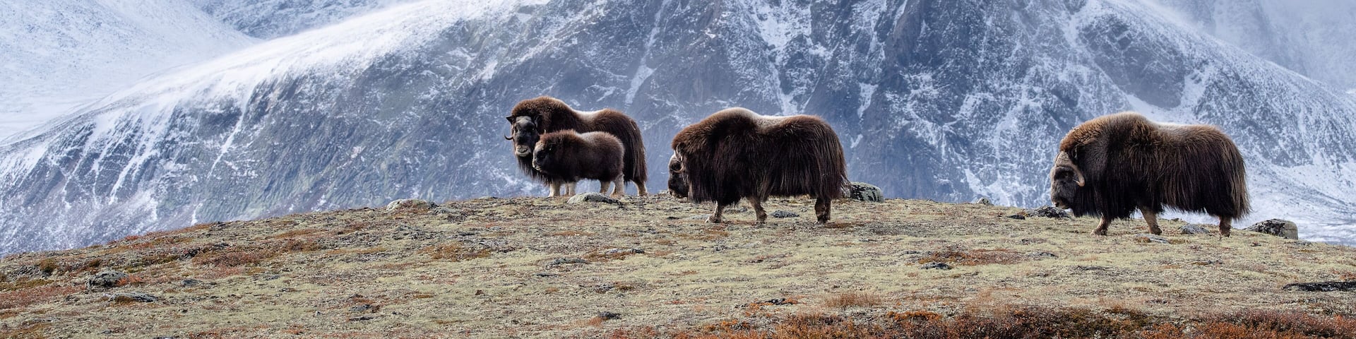Musk ox (Ovibos moschatus) in autumn landscape in Dovre national park, Norway