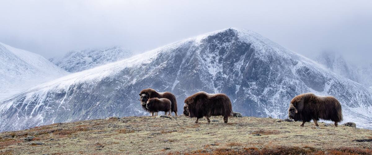 A group of yaks on a snowy mountain ridge with a prominent peak in the background.