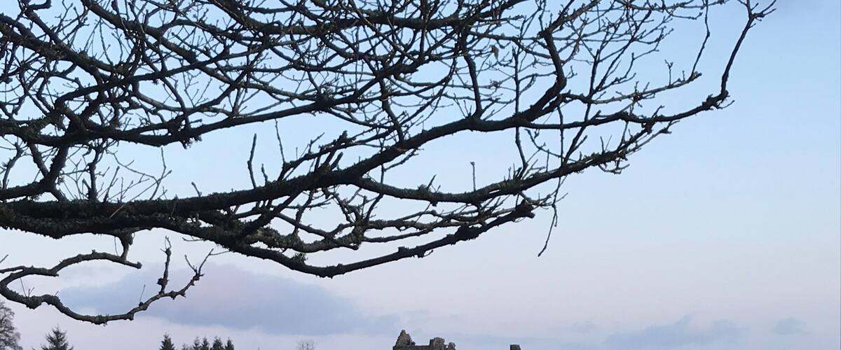 A castle in a grassy field with bare branches overhead.