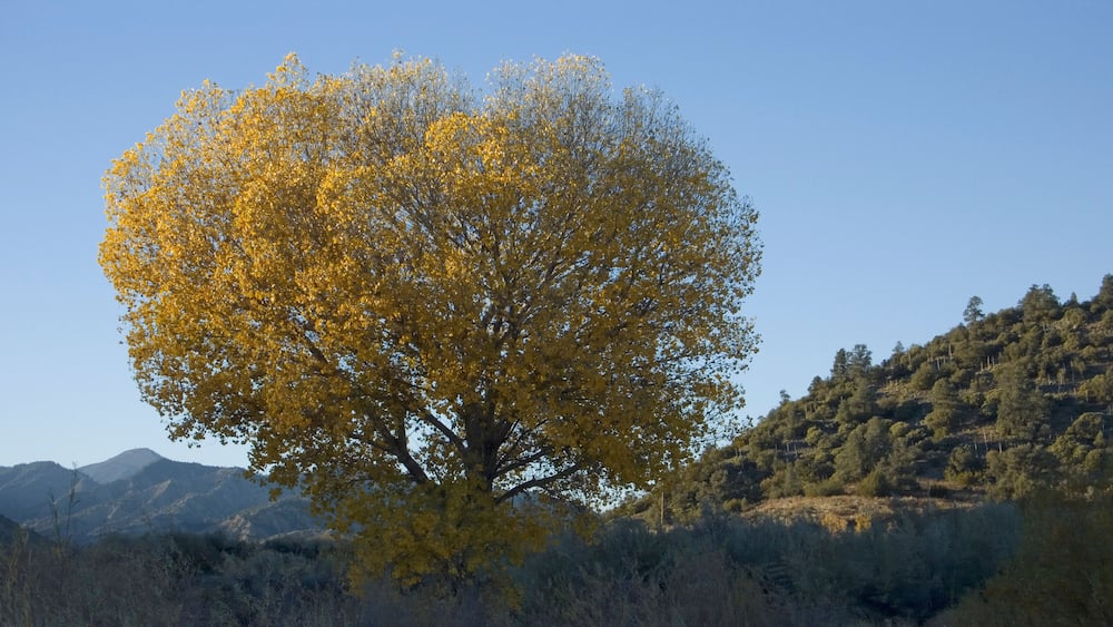 A large tree with yellow leaves in a mountainous area.