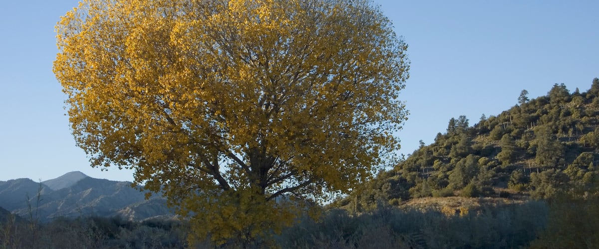 A large tree with yellow leaves in a mountainous area.