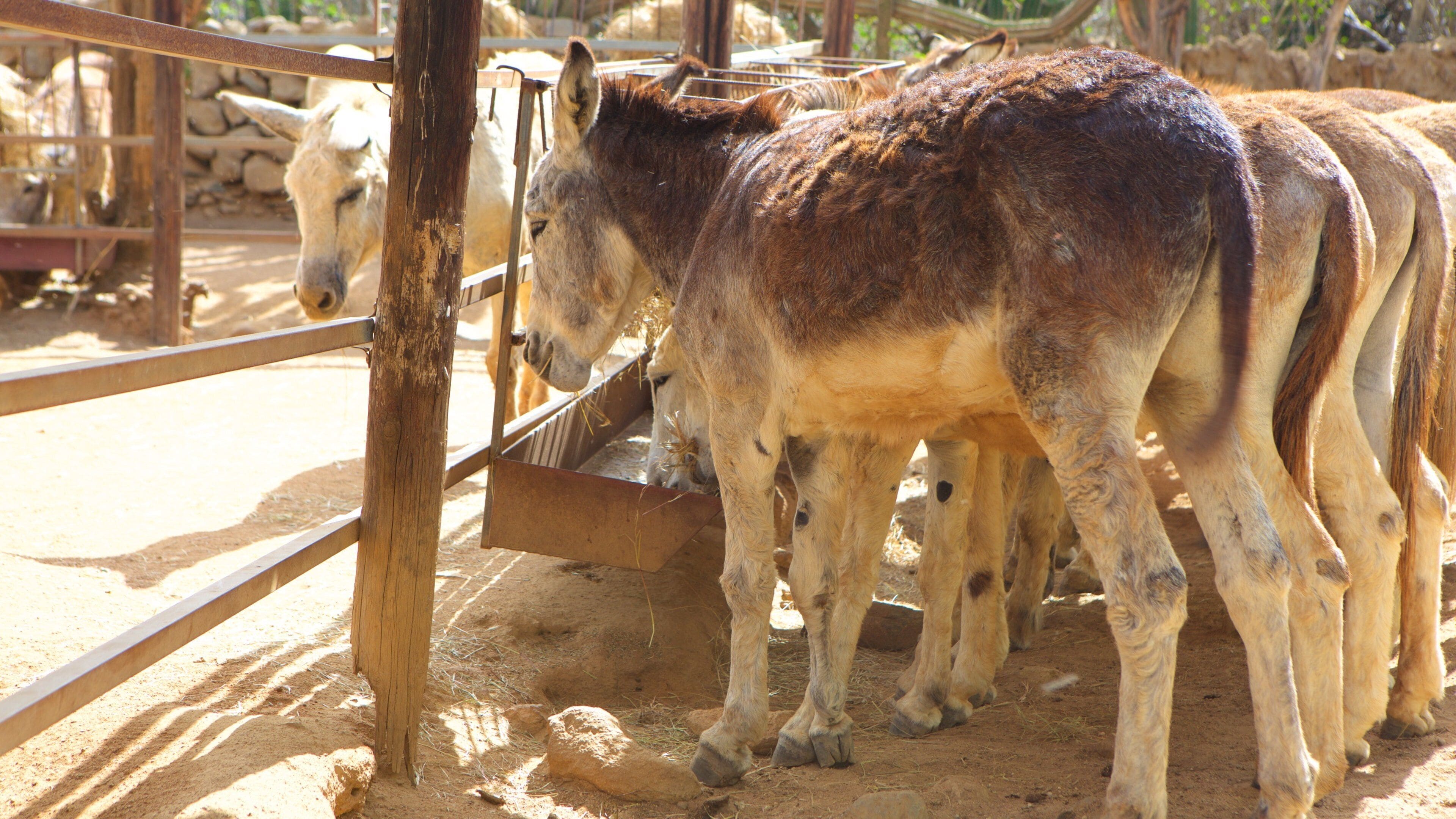 Santa Cruz featuring zoo animals and animals