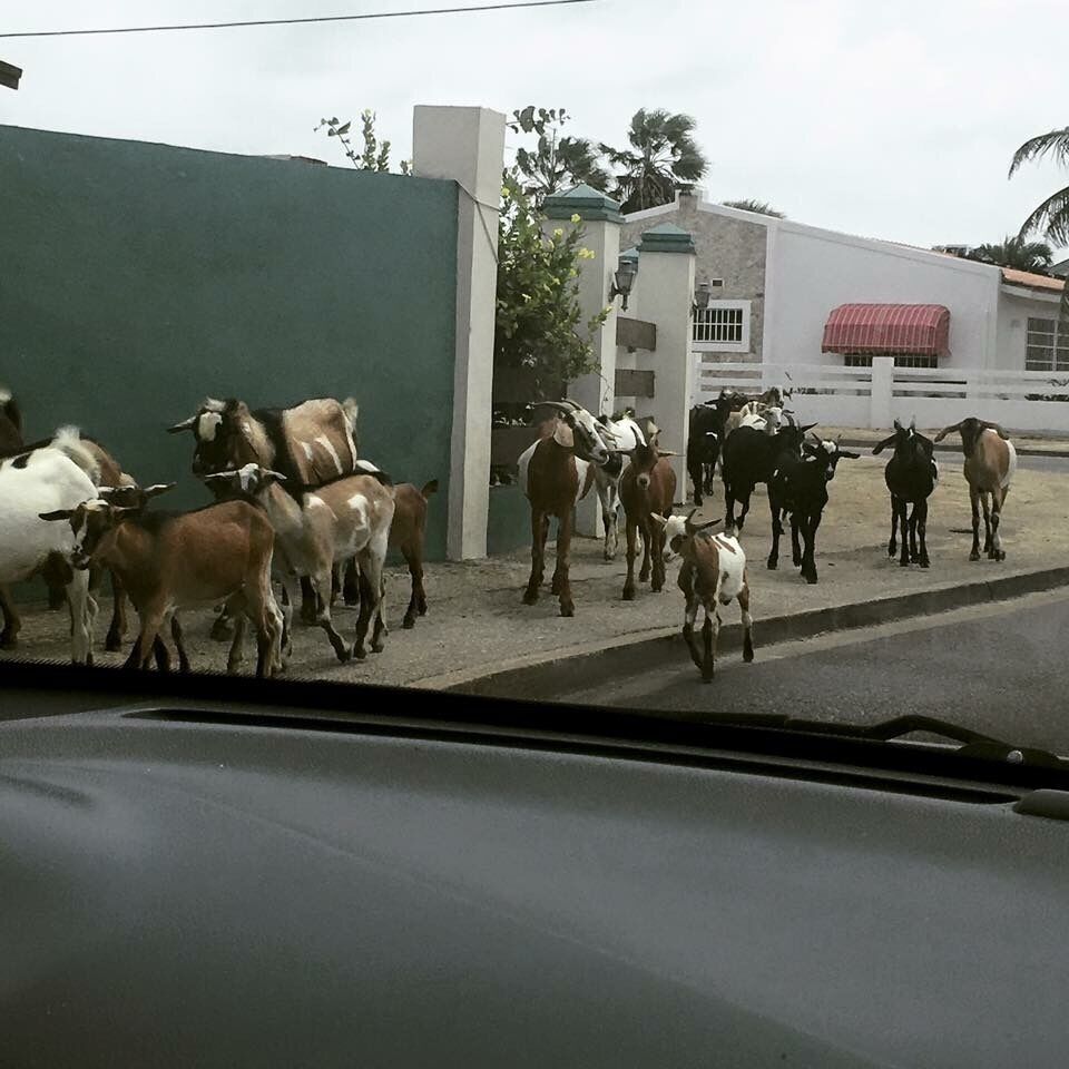 Some of the four legged locals. 🤣