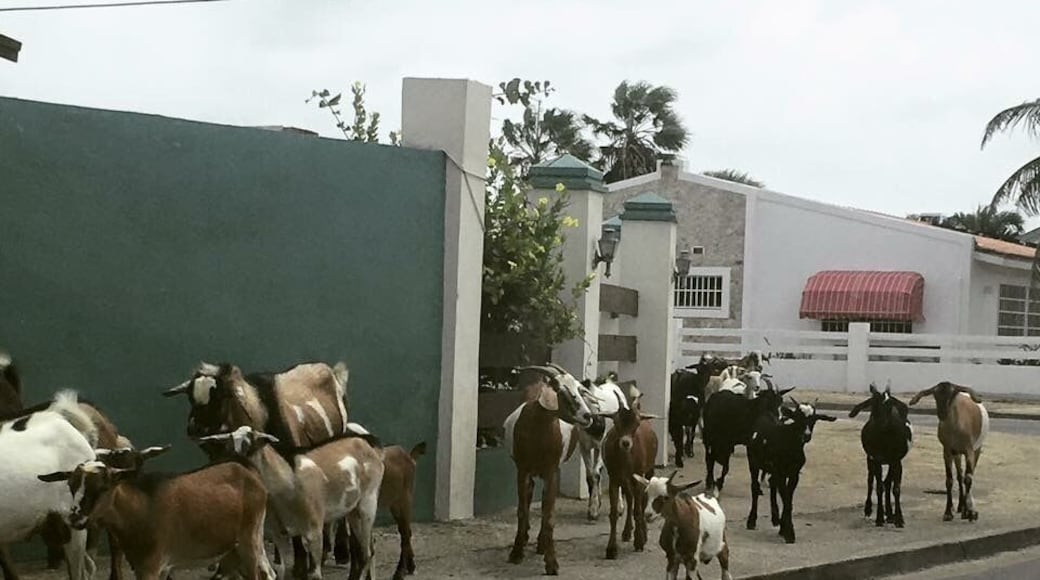 Some of the four legged locals. 🤣