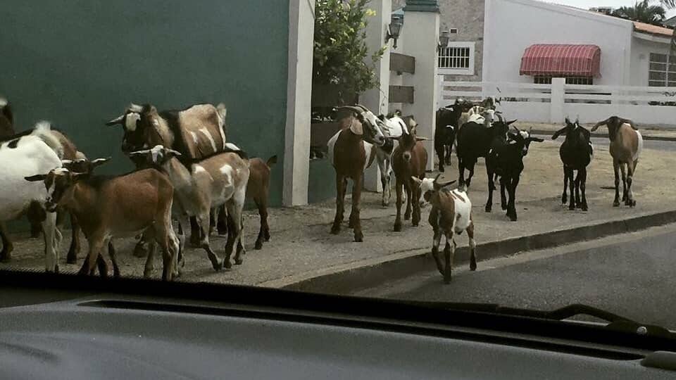 Some of the four legged locals. 🤣