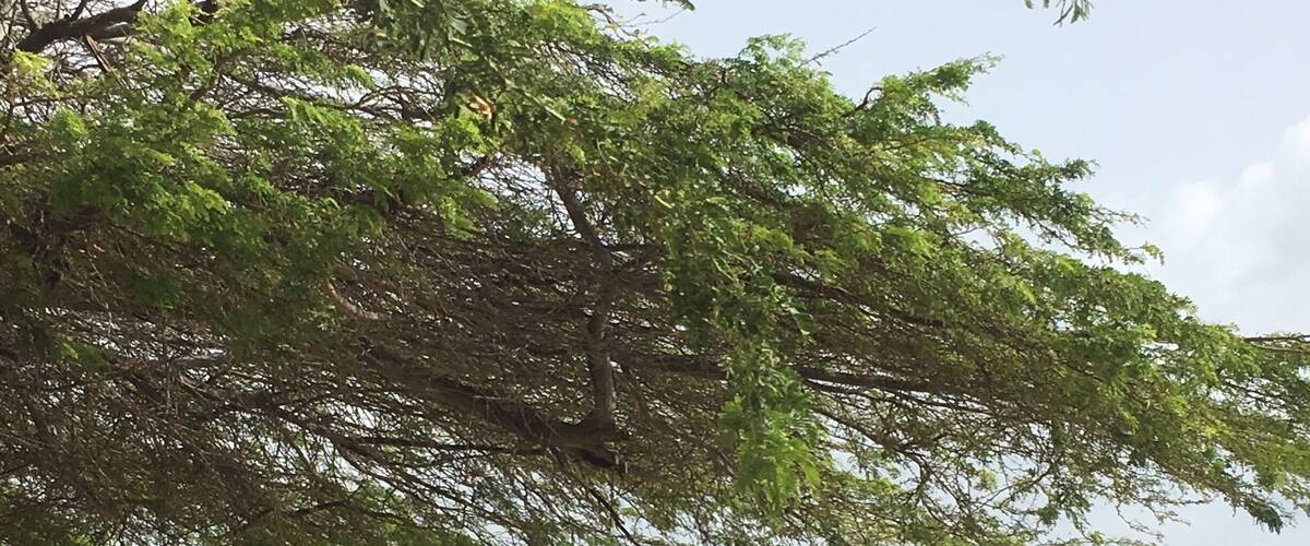 This is the beautiful island of Aruba, with pristine beaches, friendly people and , home of the Divi Divi trees and lots of Iguanas and our favorite island in the Caribbean ⛰🌴