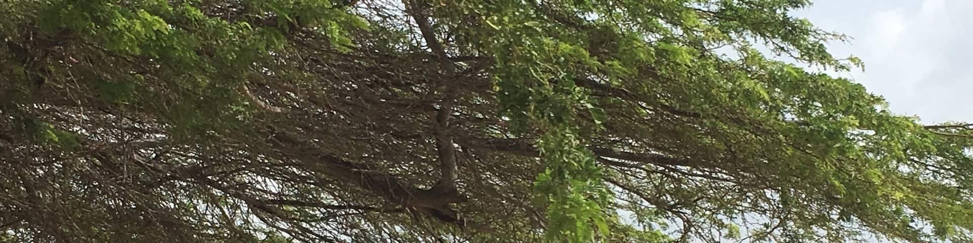 This is the beautiful island of Aruba, with pristine beaches, friendly people and , home of the Divi Divi trees and lots of Iguanas and our favorite island in the Caribbean ⛰🌴