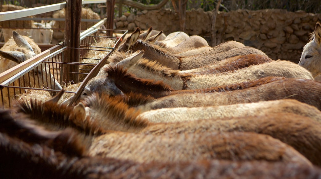 Santa Cruz mit einem Zootiere und Tiere