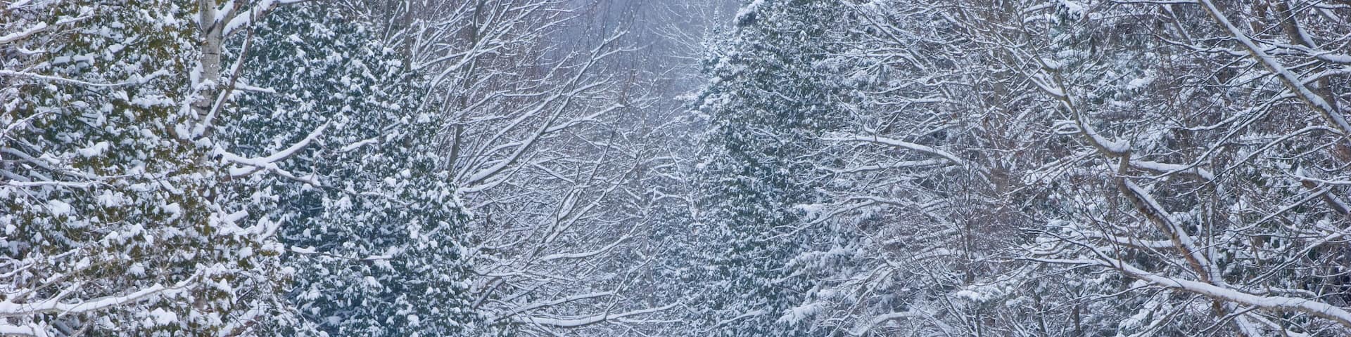 View of snow covered country road through forest in winter