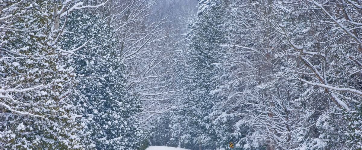 A snow-covered road flanked by trees.
