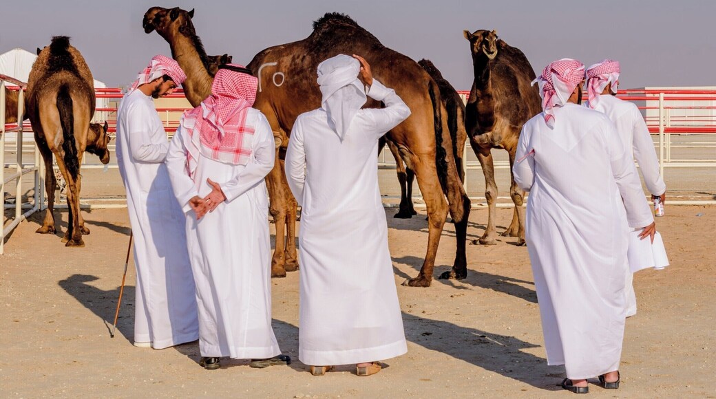The Al Dhrafa Festival is the place to be to view over 20,000 camels that are brought from around the world to participate in the December Camel Beauty Festival.
The camels are judged on their eyes, mouths, height, weight etc. The owners enter up to 50 camels to determine the herd with the highest ranking. This is an experience in Bedouin life and culture.
An amazing event!
#Red