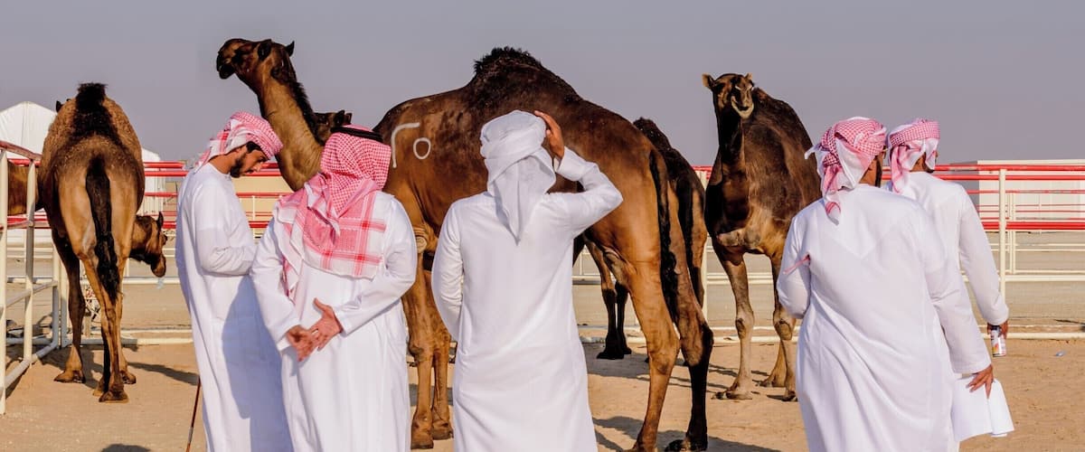 Men in traditional white robes and headscarves standing with camels in a fenced area.