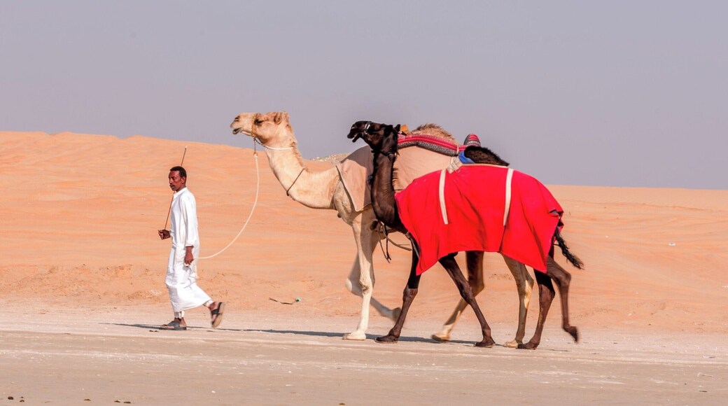 The Al Dhrafa Festival is the place to be to view over 20,000 camels that are brought from around the world to participate in the December Camel Beauty Festival.
The camels are judged on their eyes, mouths, height, weight etc. The owners enter up to 50 camels to determine the herd with the highest ranking. This is an experience in Bedouin life and culture. An amazing event!
#Red