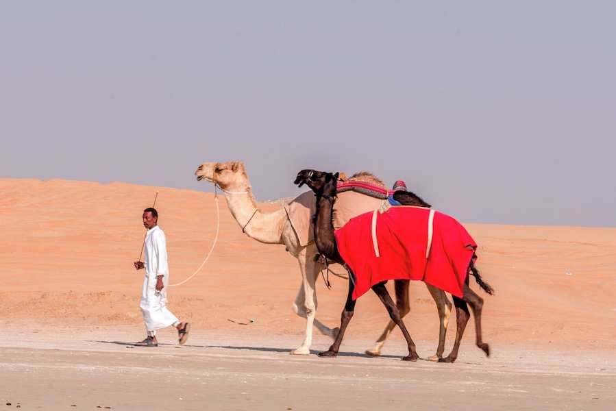 The Al Dhrafa Festival is the place to be to view over 20,000 camels that are brought from around the world to participate in the December Camel Beauty Festival.
The camels are judged on their eyes, mouths, height, weight etc. The owners enter up to 50 camels to determine the herd with the highest ranking. This is an experience in Bedouin life and culture. An amazing event!
#Red
