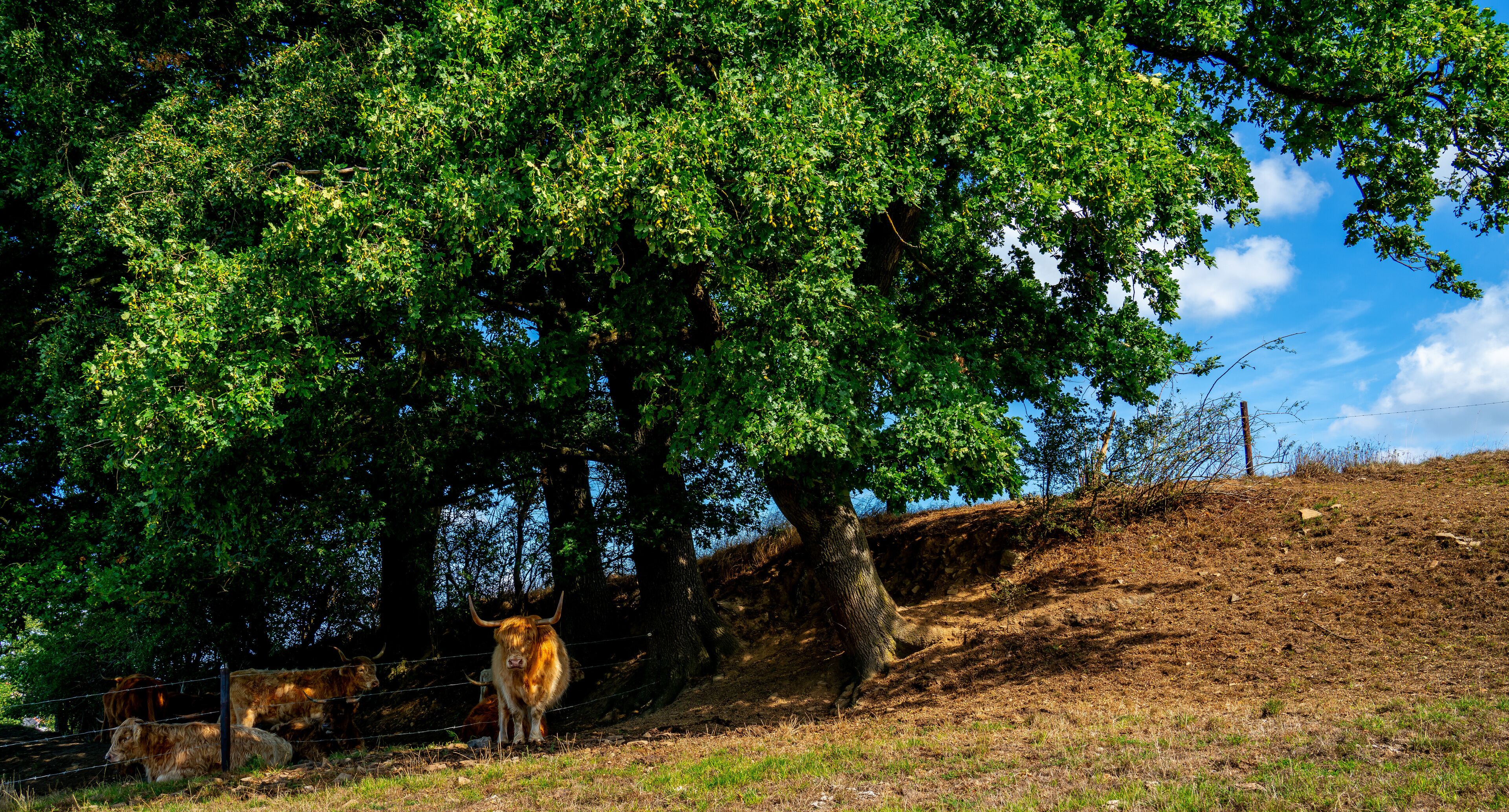Landscape with cows resting under a tree at Kelmis, Moresnet, Belgium
