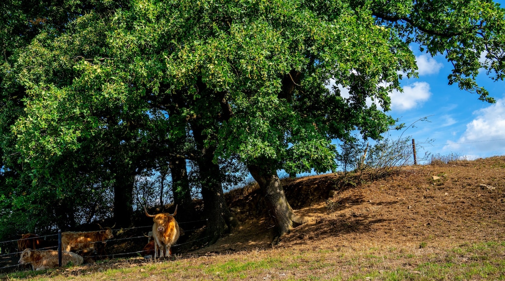 Landscape with cows resting under a tree at Kelmis, Moresnet, Belgium