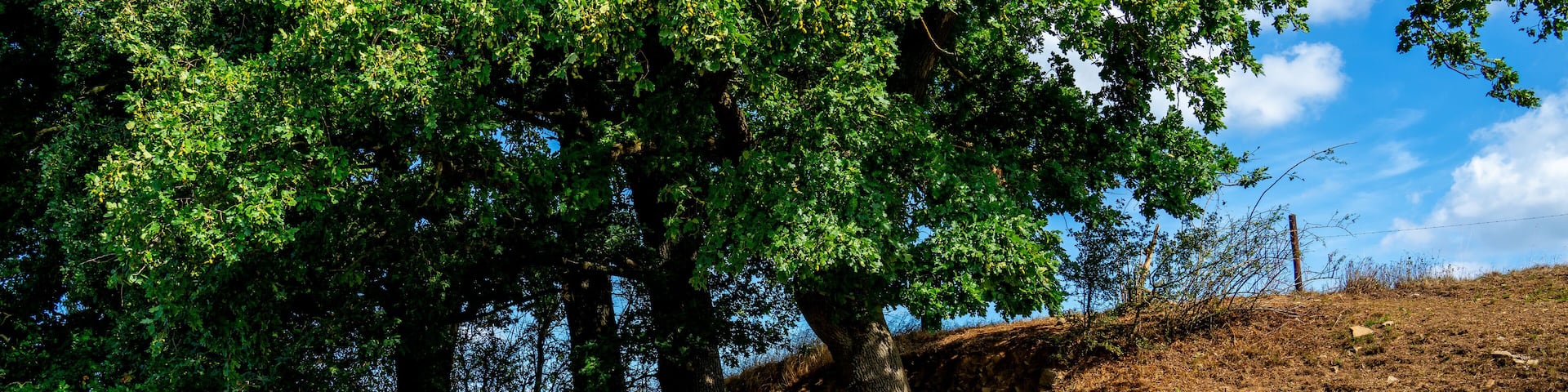Landscape with cows resting under a tree at Kelmis, Moresnet, Belgium