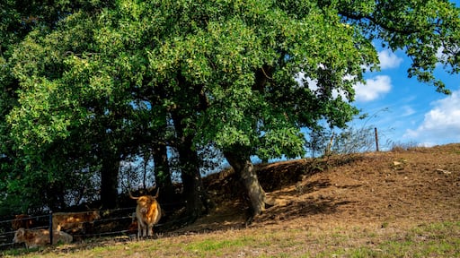 Landscape with cows resting under a tree at Kelmis, Moresnet, Belgium