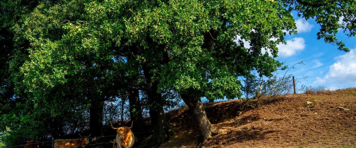 A cow grazing under a large tree on a hillside.