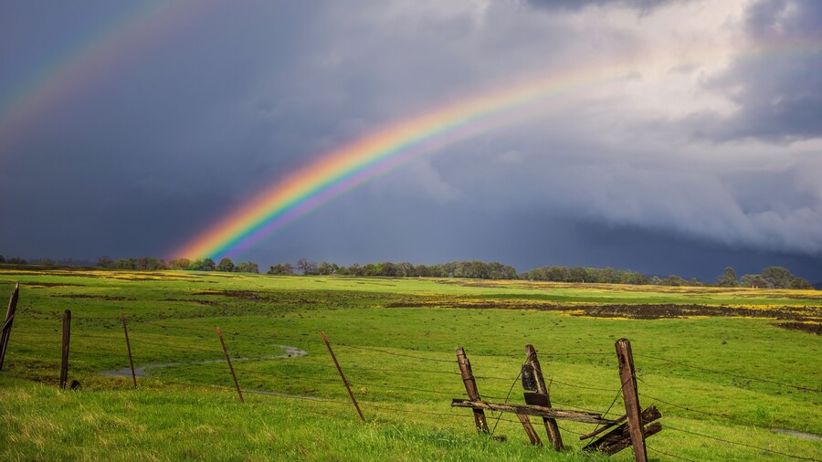 レインボー フィールド