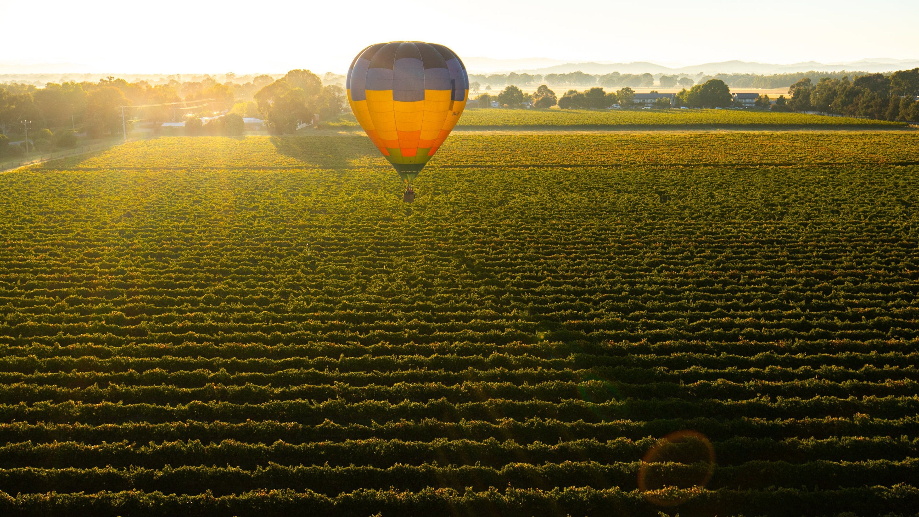 A hot air balloon over a vineyard at sunrise.