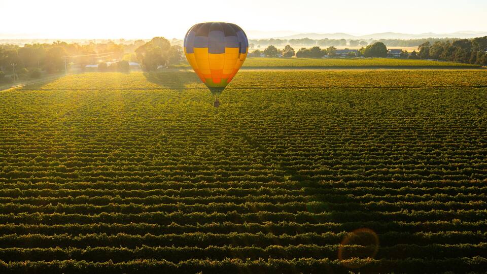 A hot air balloon over a vineyard at sunrise.