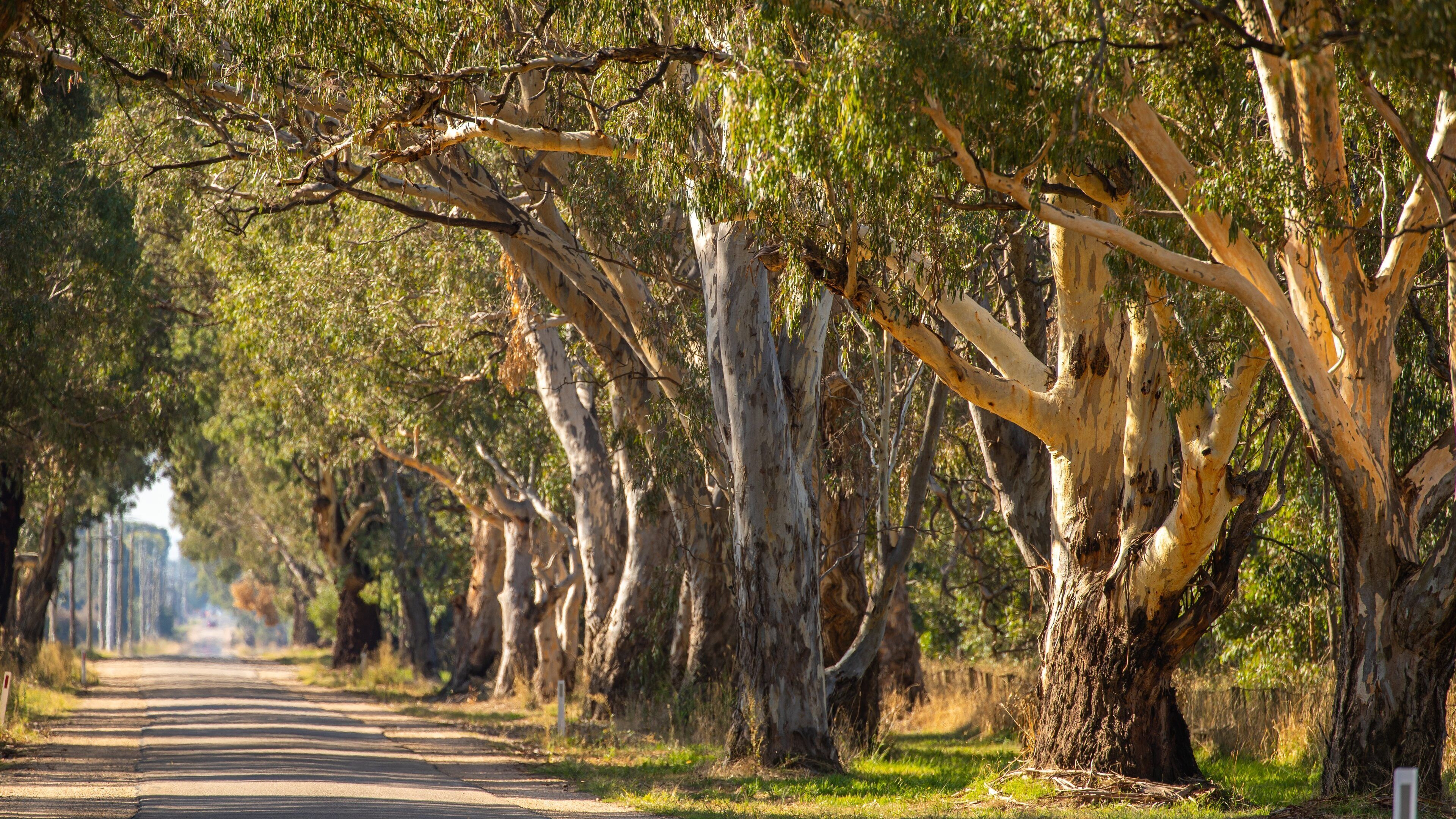 A tree-lined road with eucalyptus trees.
