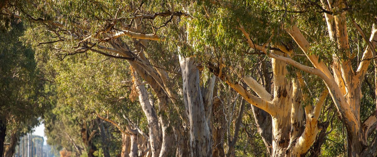 A tree-lined road with eucalyptus trees.