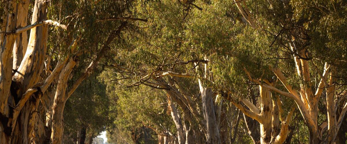 Una strada alberata con alberi di eucalipto.