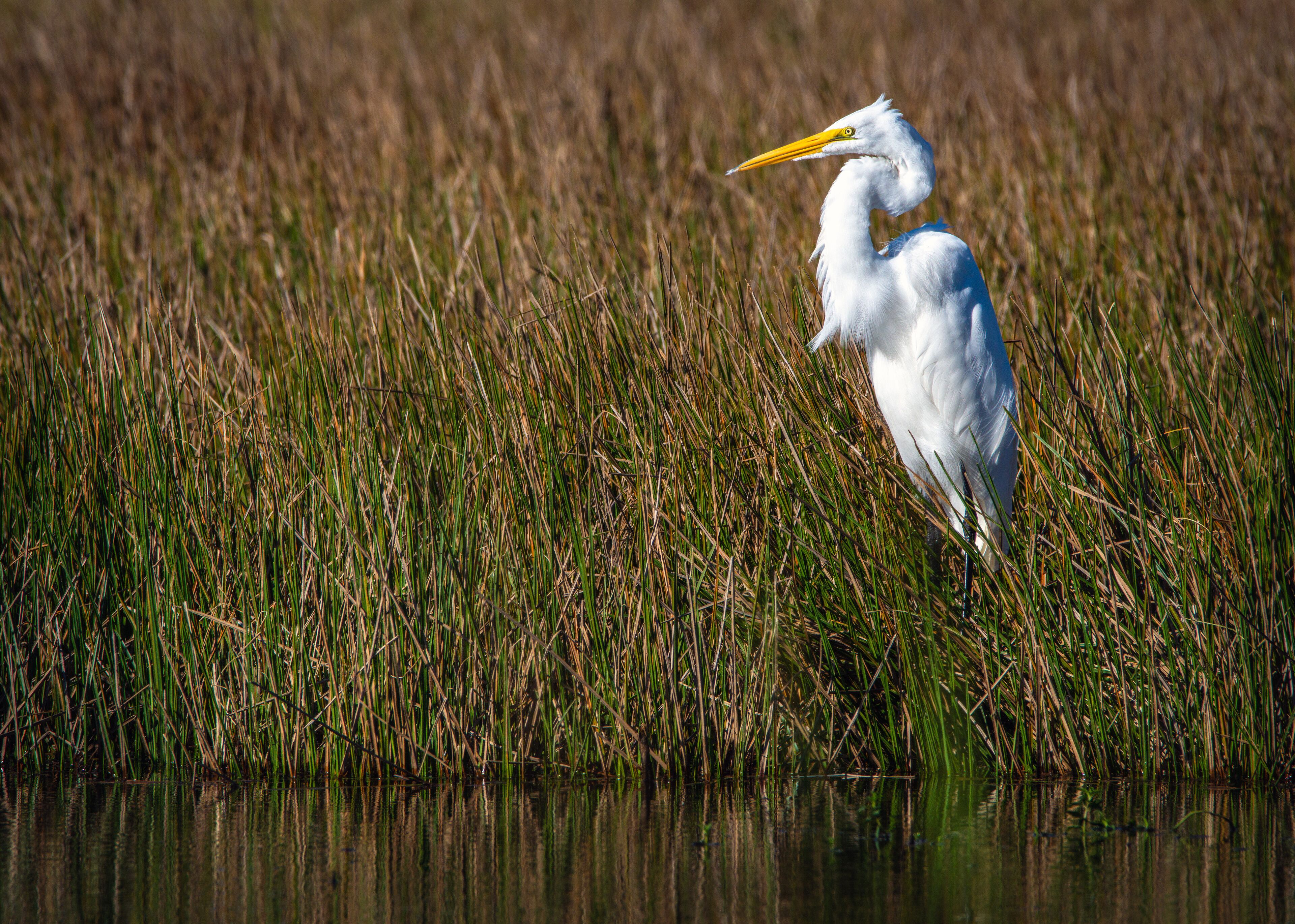 Great Egret on a windy day in Pearland, Texas!