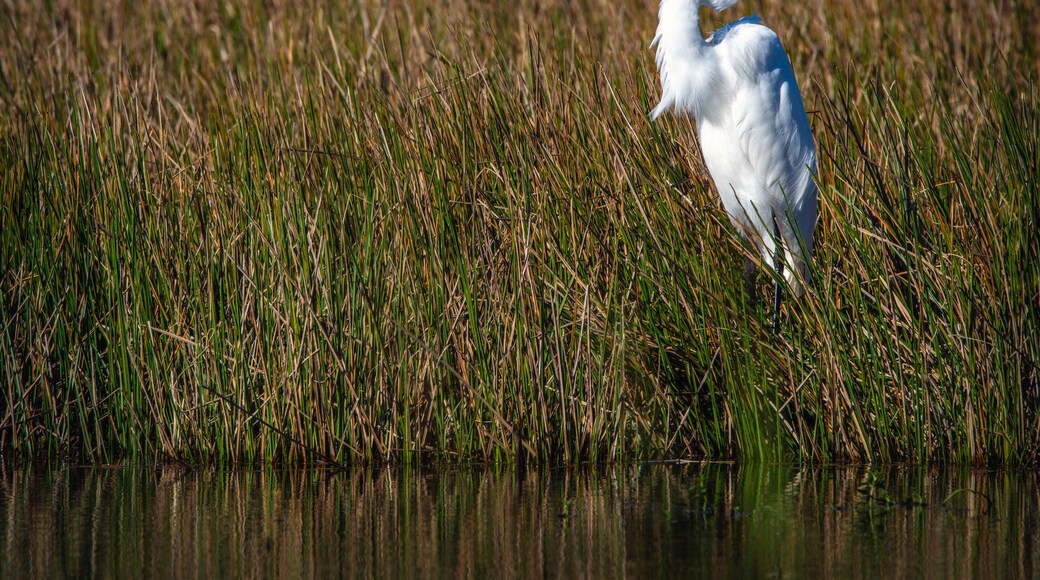 Great Egret on a windy day in Pearland, Texas!
