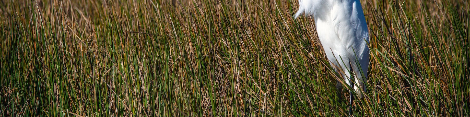 Great Egret on a windy day in Pearland, Texas!
