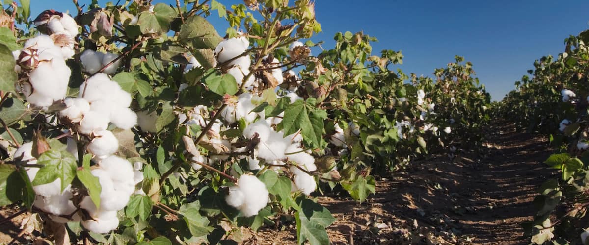 Cotton Plant, Gossypium hirsutum, cotton field, Lubbock, Panhandle, Texas, USA, September