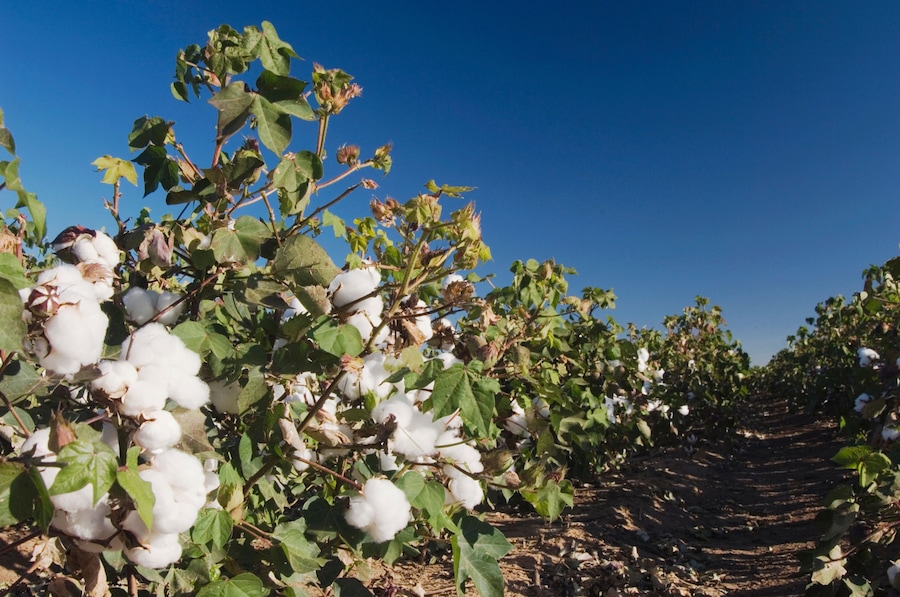 Cotton Plant, Gossypium hirsutum, cotton field, Lubbock, Panhandle, Texas, USA, September