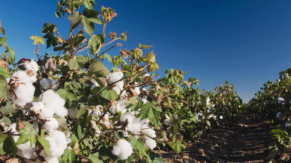 Cotton Plant, Gossypium hirsutum, cotton field, Lubbock, Panhandle, Texas, USA, September