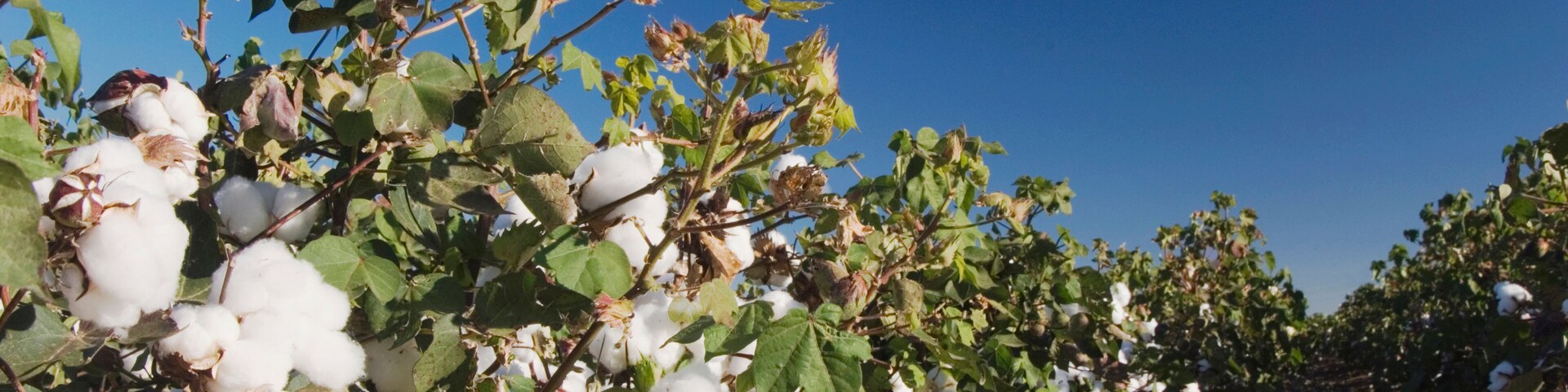 Cotton Plant, Gossypium hirsutum, cotton field, Lubbock, Panhandle, Texas, USA, September