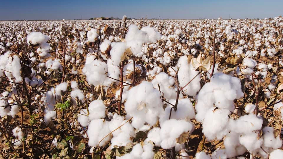 Cotton Plant, Gossypium hirsutum, cotton field, Lubbock, Panhandle, Texas, USA, September