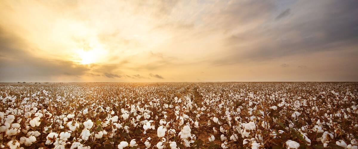 Cotton Field in West Texas