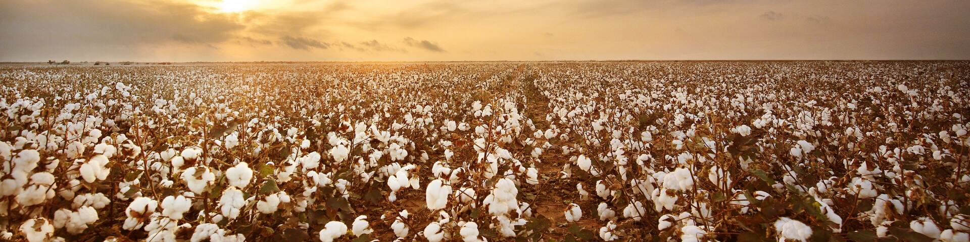 Cotton Field in West Texas